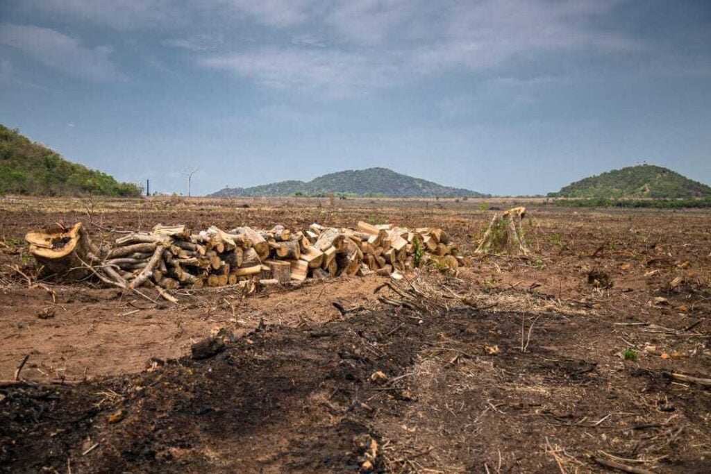 Quais as consequências de o desmatamento no Cerrado superar o da ...