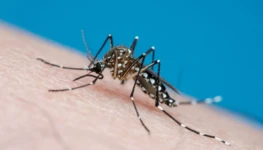 aedes_aegypti_getty-e1706725898766