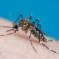 aedes_aegypti_getty-e1706725898766