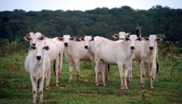 Gado-amazonia-pecuaria-rebanho
