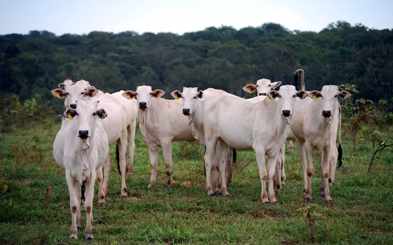 Gado-amazonia-pecuaria-rebanho