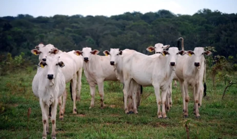 gado-amazonia-pecuaria-rebanho