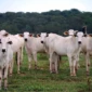 gado-amazonia-pecuaria-rebanho