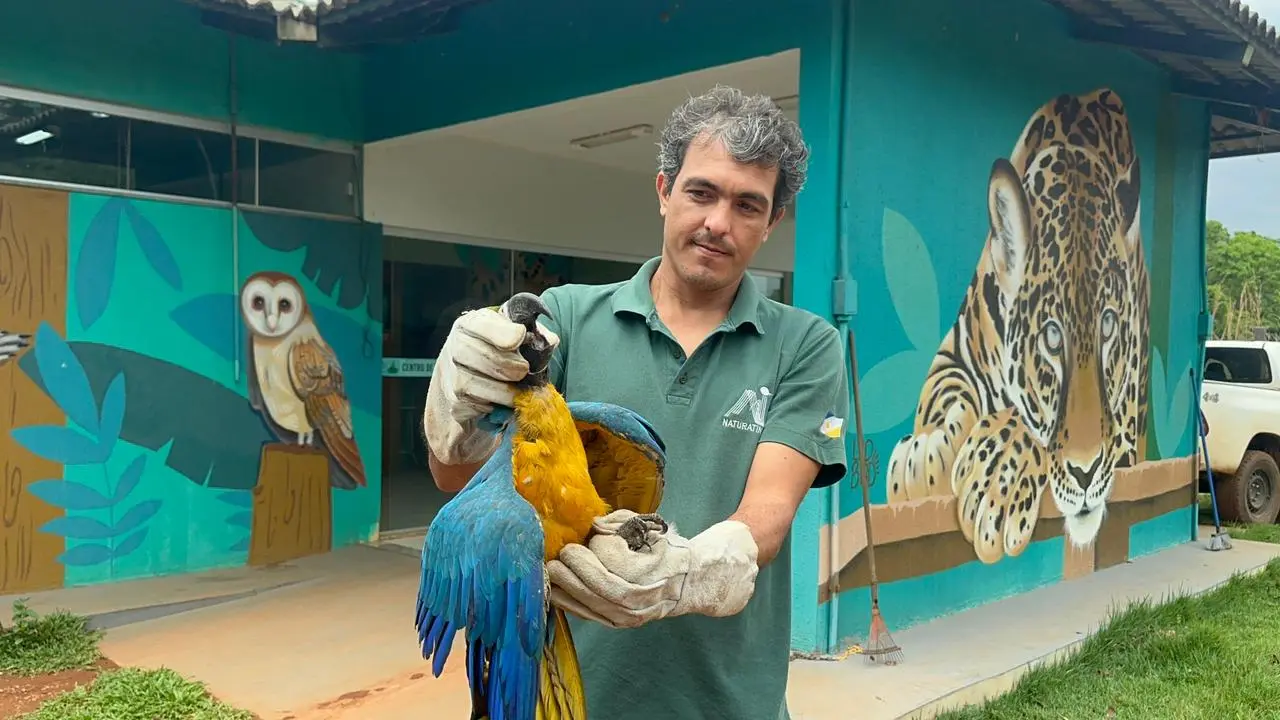 Animal foi levado para o Centro de Fauna do Tocantins – Foto Guarda Ambiental