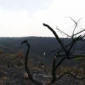 desmatamento-cerrado