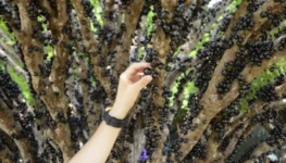 festa-da-colheita-da-jabuticaba-em-taquarucu-e-prorrogada-ate-o-dia-22-de-novembro