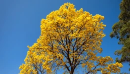 arvore-de-tabebuia-em-flor-na-beira-da-estrada-edited-2048x1152