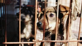 dados-mostram-as-cidades-com-maior-numero-de-maus-tratos-a-animais-em