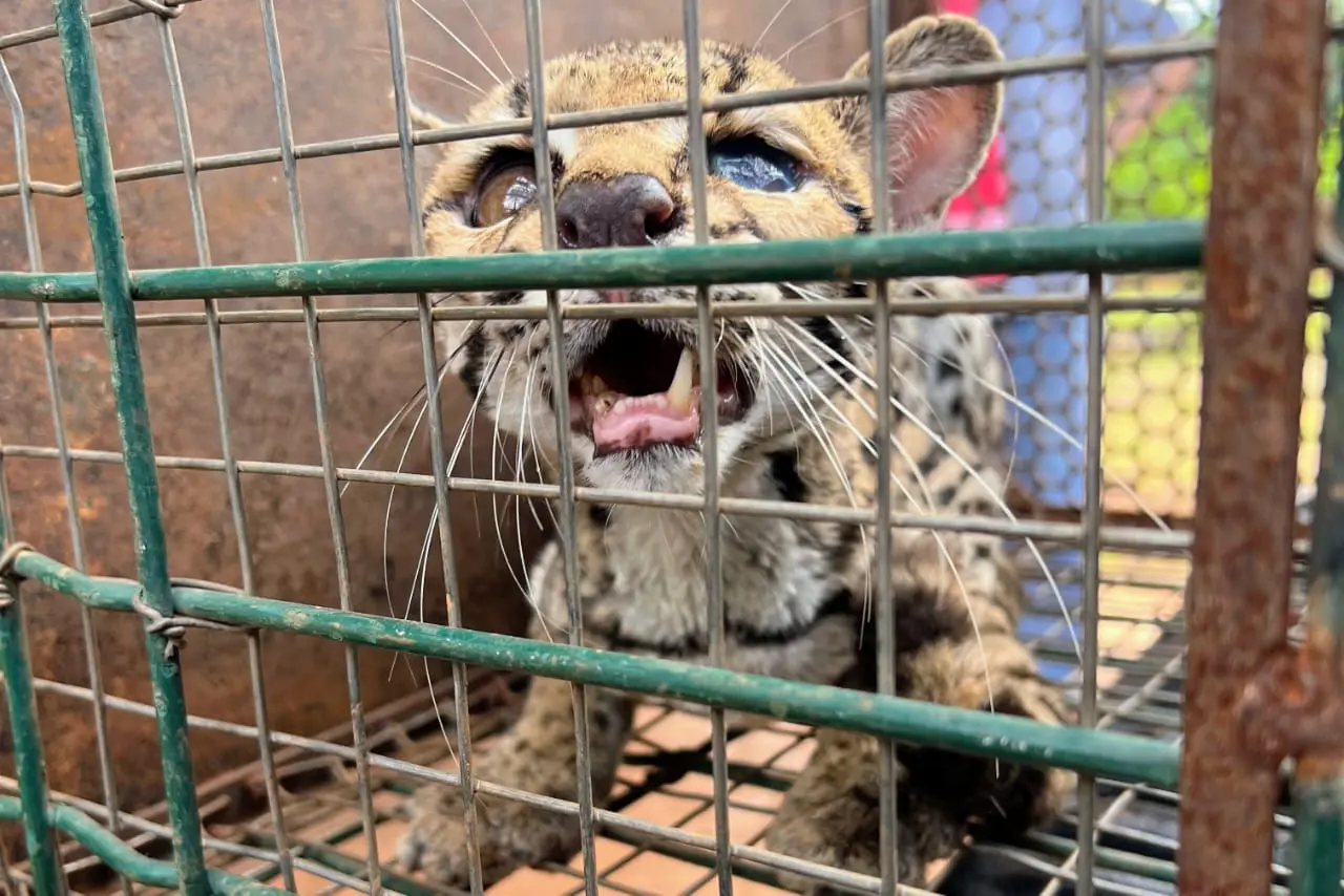 eb98a13b-8081-4a48-8b62-cf80ebf0d7e8 (1)