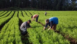 pessoascultivando-cke