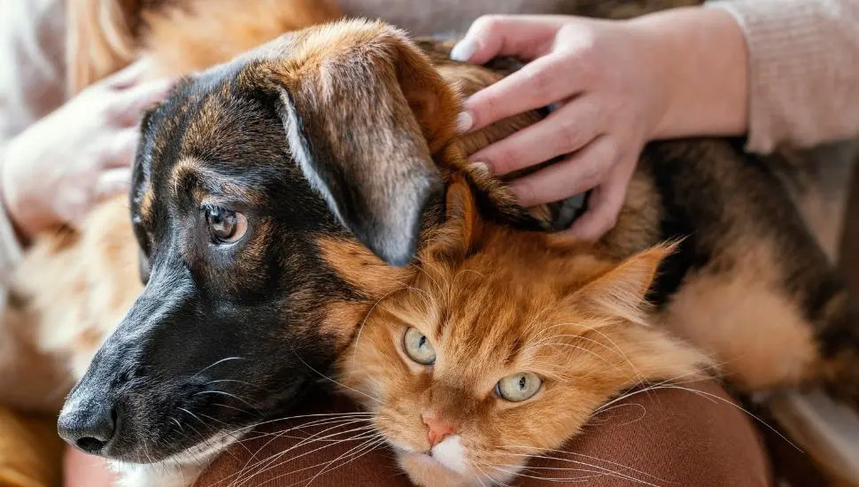 prefeitura-lanca-campanha-para-adocao-responsavel-de-caes-e-gatos-ruxnqv