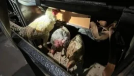 WhatsApp Image 2026-01-12 at 13.52.00