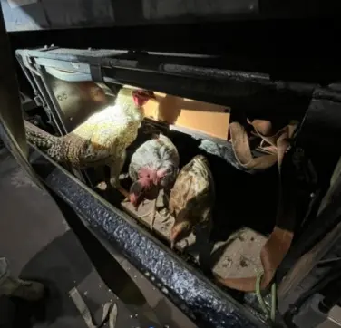 WhatsApp Image 2026-01-12 at 13.52.00