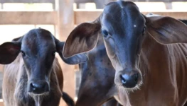 WhatsApp Image 2026-01-28 at 12.59.46