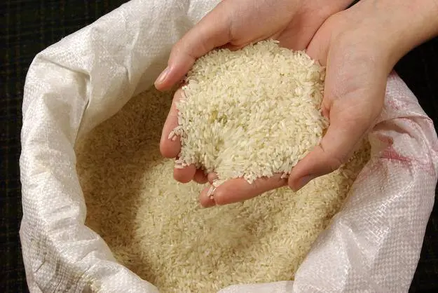 Preço do arroz cai 36% em um ano e gera impasse entre produtores e compradores no Tocantins