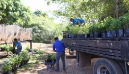 Mudas de árvores frutíferas e nativas no Viveiro Municipal de Palmas - Foto Francisco Barros