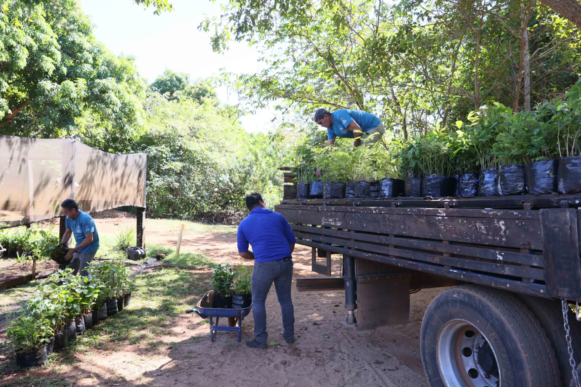 Mudas de árvores frutíferas e nativas no Viveiro Municipal de Palmas - Foto Francisco Barros