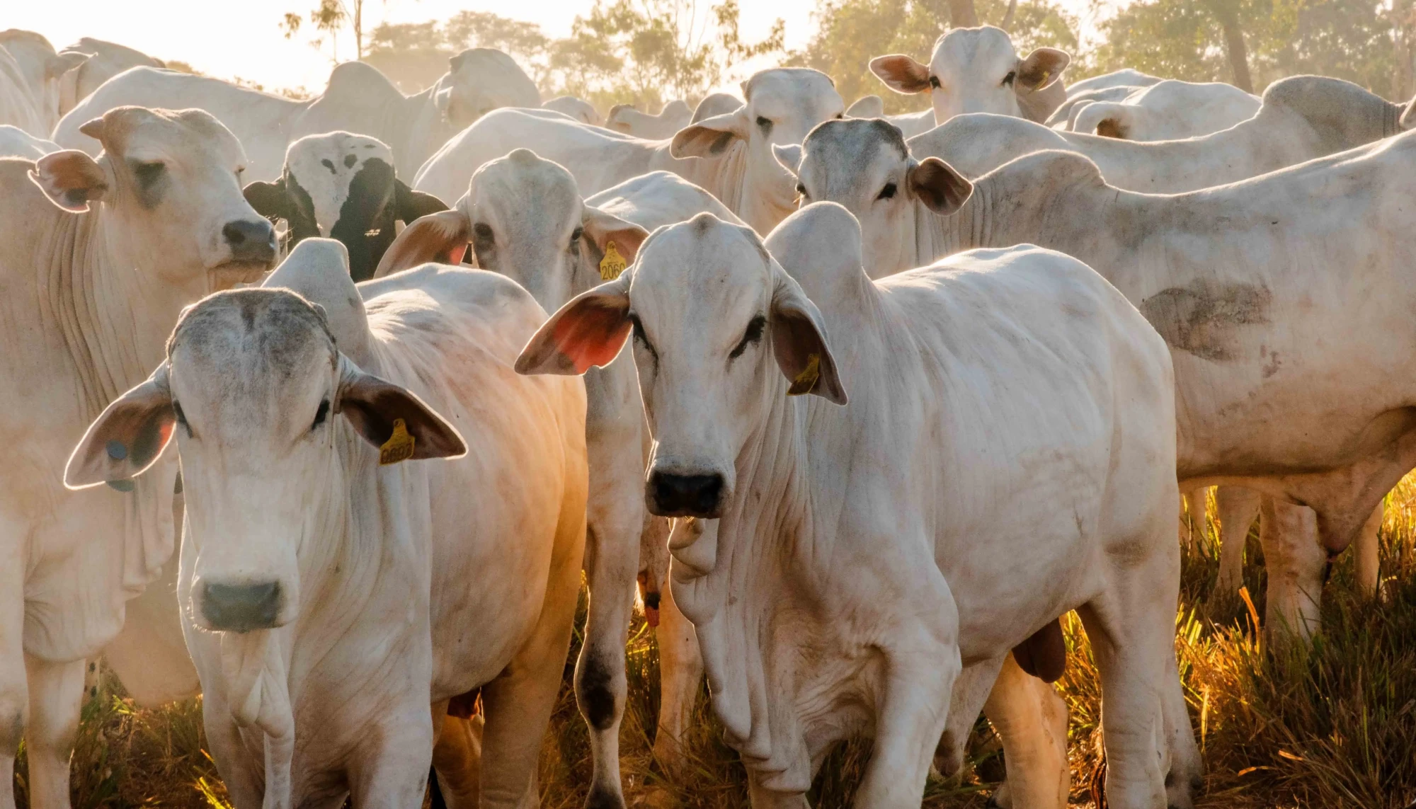 F1-Rebanho cresce 39% e Tocantins figura entre os maiores produtores de gado do Brasil - (GADO NELORE)-Keven Lopes - Governo do Tocantins