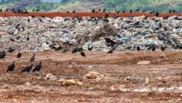Foto Marcelo de Deus