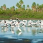 1780174137-estacao_ecologica_esec_taiama_tera_68_mil_hectares_foto_pale_zuppani