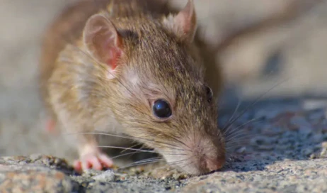 minas-gerais-confirma-primeira-morte-por-hantavirus-no-brasil-em-2026-17784653143098-thumb