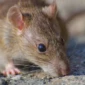 minas-gerais-confirma-primeira-morte-por-hantavirus-no-brasil-em-2026-17784653143098-thumb