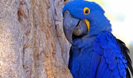 1784335935-arara-azul