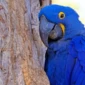 1784335935-arara-azul