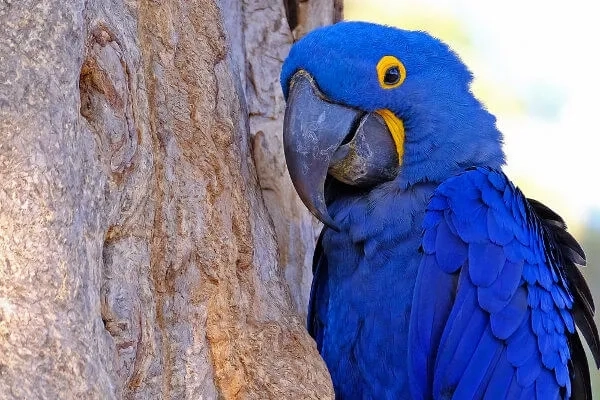 1784335935-arara-azul