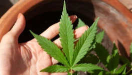 cannabis-5003423