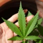 cannabis-5003423
