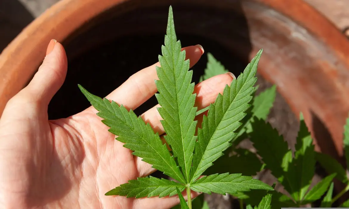 cannabis-5003423
