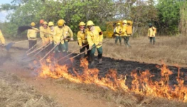 F2- Manejo de Fogo- Foto Vinicius Venâncio Governo do Tocantins