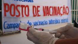 Vacinação periódica é fundamental para manter a raiva sob controle e reduzir o risco de transmissão para a população