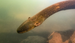 1-electrophorus-voltai-xingu-river-4-picture-by-l.-sousa