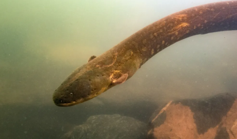 1-electrophorus-voltai-xingu-river-4-picture-by-l.-sousa