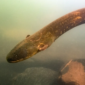 1-electrophorus-voltai-xingu-river-4-picture-by-l.-sousa