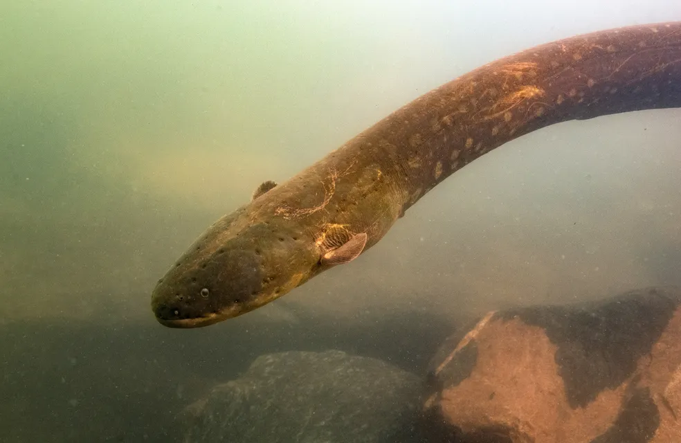 1-electrophorus-voltai-xingu-river-4-picture-by-l.-sousa